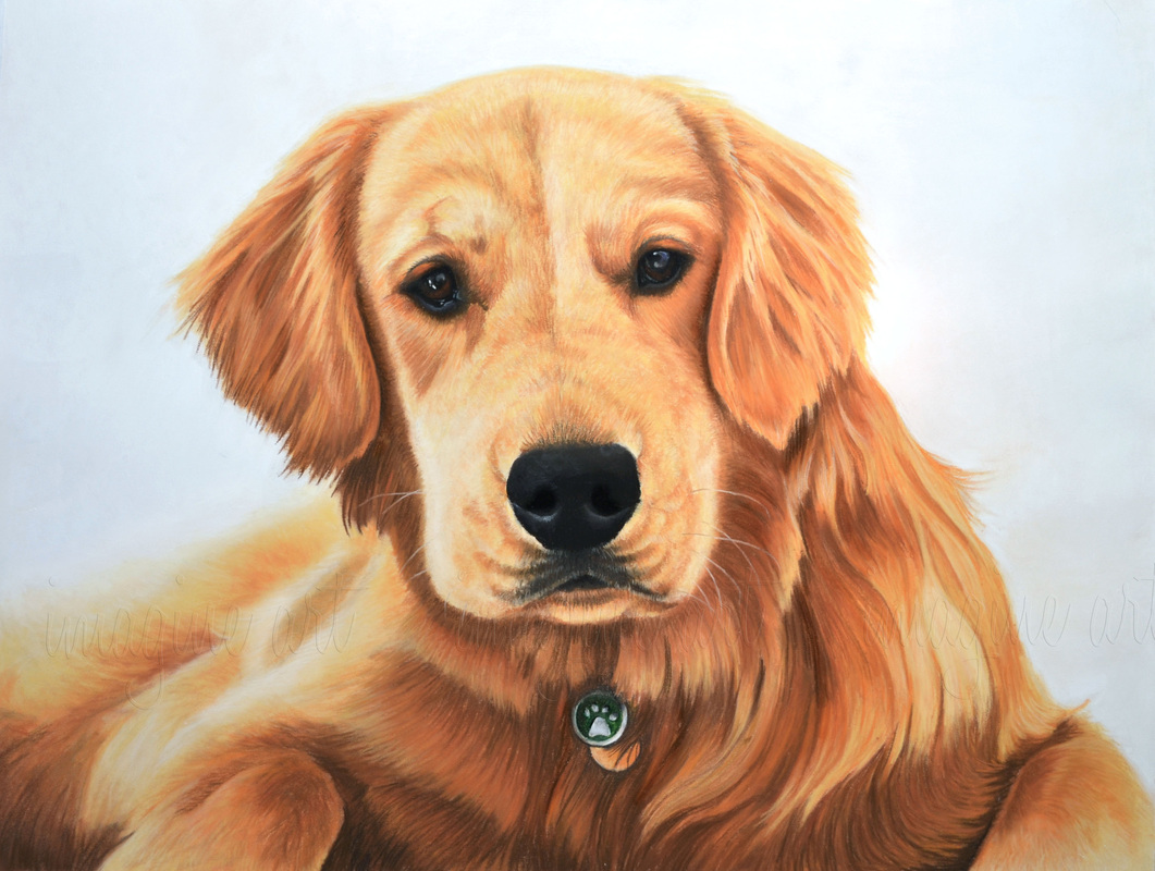 golden retriever custom dog pet portrait jenna harrison