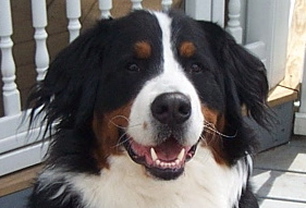 Burnese Mountain dog portrait
