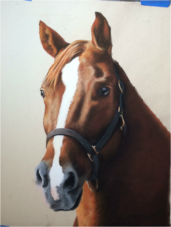 ct horse portrait