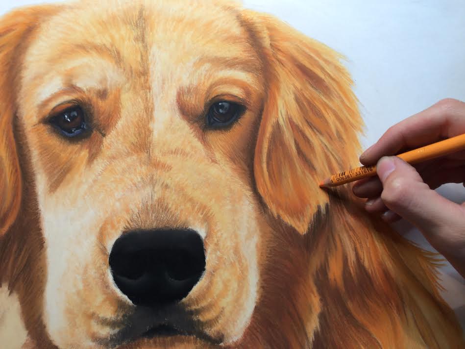 custom dog pet portrait jenna harrison imagine art