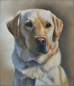 custom pet portrait ct dog portrait