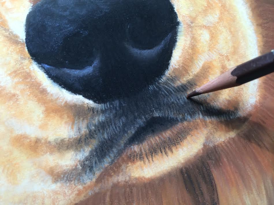 how to draw a dog gold retriever pet portrait imagine art