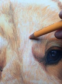 how to draw a pet portrait dog golden retriever jenna harrison imagine art