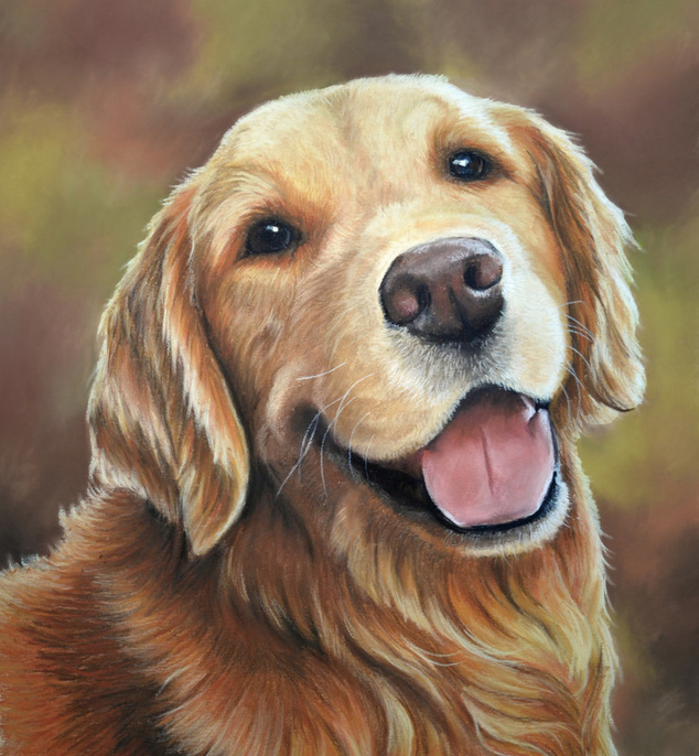 Golden Retriever dog portrait