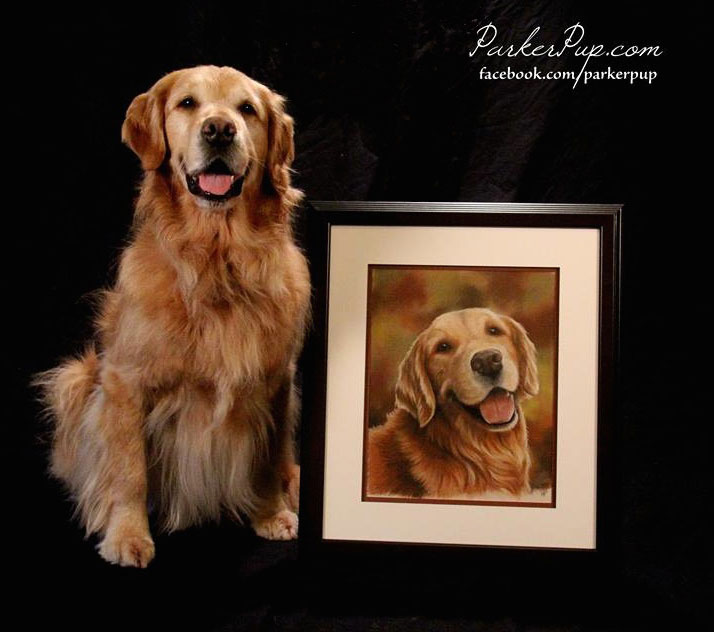 pet portrait parker pup golden retriever dog art