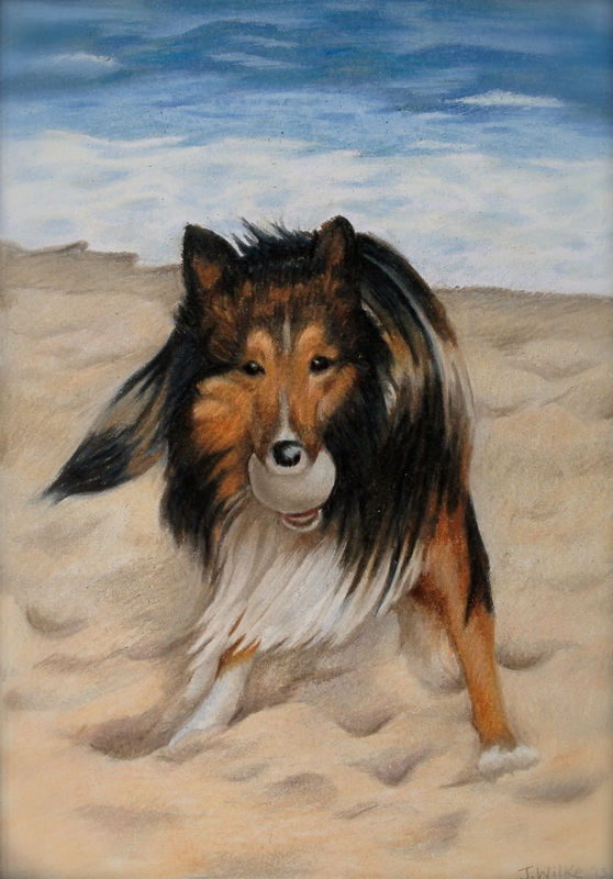 Shetland Dog portrait