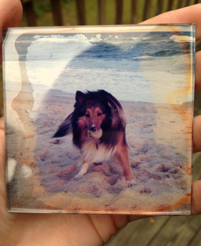 Shetland dog at beach