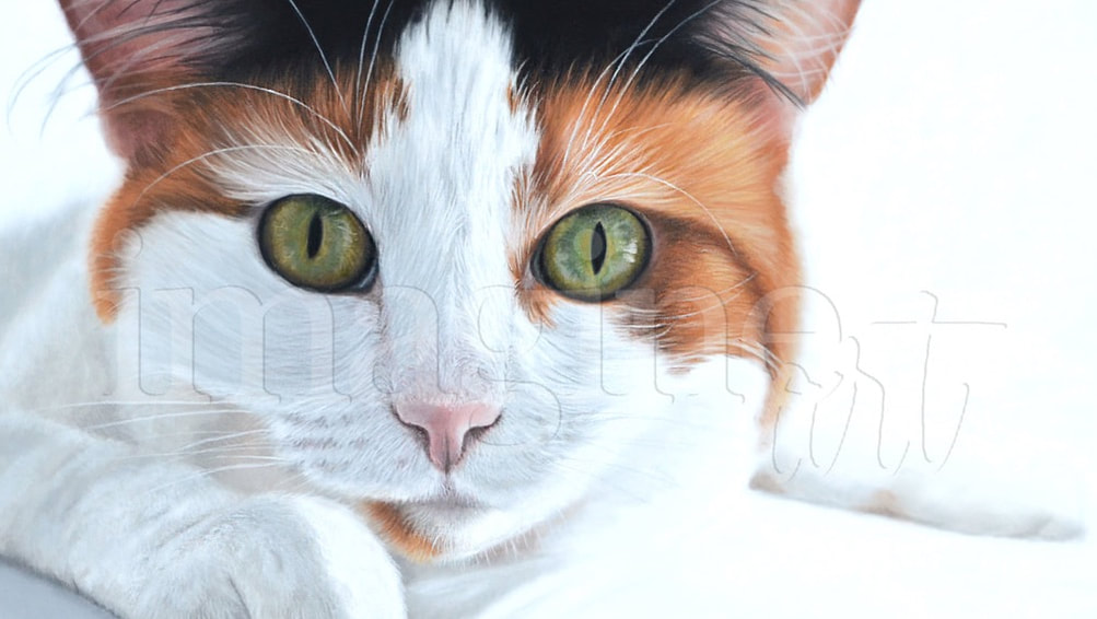 custom cat portrait paintings memorials imagine art